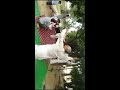 Haryanvi Tau Ka Dance Hatt Ja Tau हरियाणवी ताऊ डांस