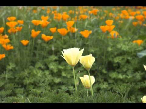 AI KURI NI SERE |POLICE.P.R