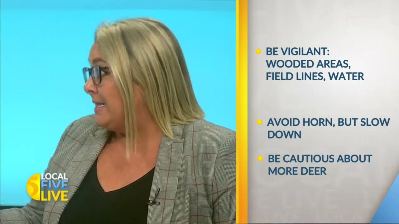 What to Do in the Event of a Car Accident Involving Deer