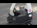 The Ultimate AaronsAnimal Vine Compilati The Ultimate AaronsAnimal Vine Compilati