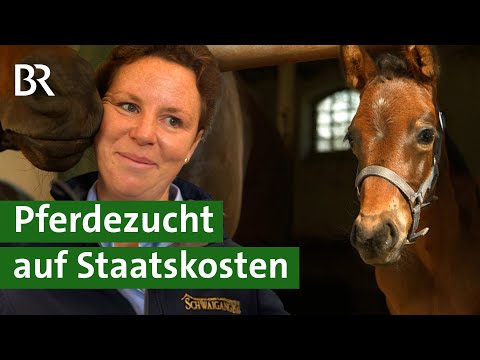 , title : 'Gestüt Schwaiganger: Warum züchtet der Freistaat Bayern Pferde mit Steuergeldern? | Unser Land | BR'