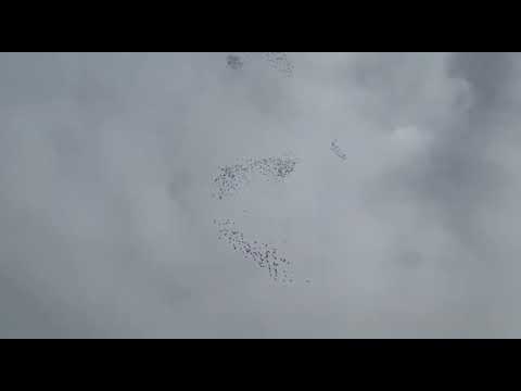 Moledo Yearlings Championhsip 23  -  2. Training2 Kms – 20/02/23 - 2. Treino