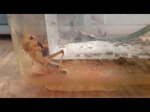 Alles zur Futter Heuschrecken Haltung