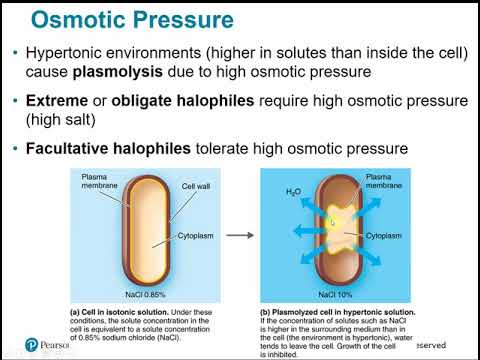 2117 Chapter 6 - Microbial Growth