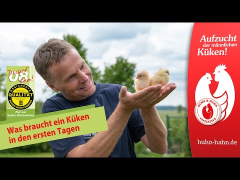 Was braucht ein Küken in den ersten Tagen