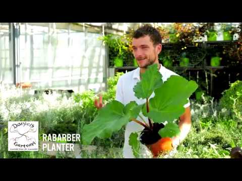 Daniel's Gartneri - Rabarber Planter