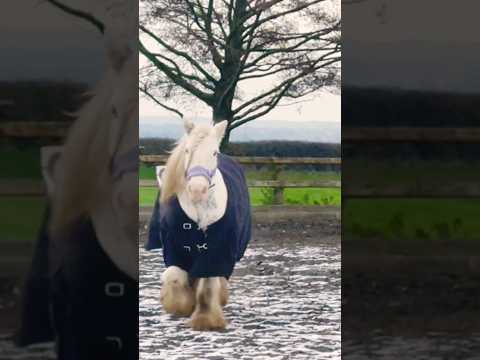 Beautiful pony trotting in the snow #pony #trotting #winter