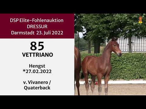 KN 85: Hengstfohlen v. Vivanero - Quaterback