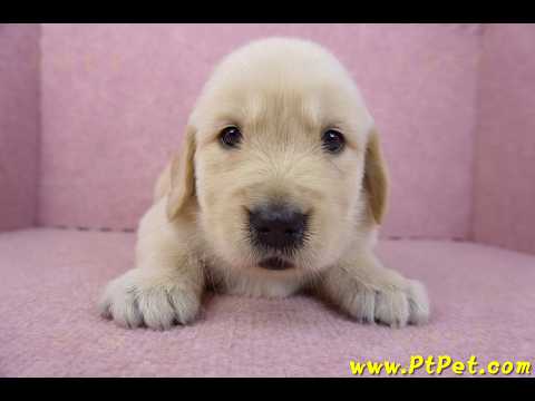 03/12黃金獵犬公幼犬2號