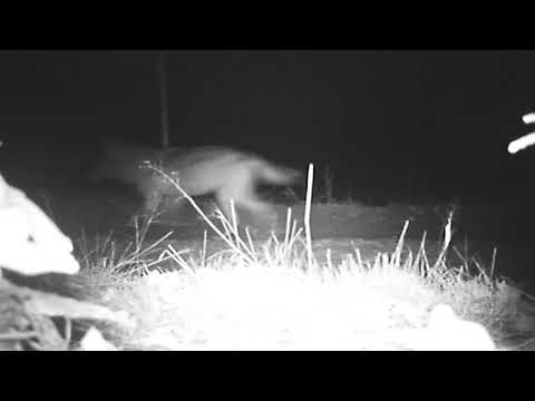 Wilki w kompleksie leśnym Lipie położonym między Skarżyskiem a Starachowicami