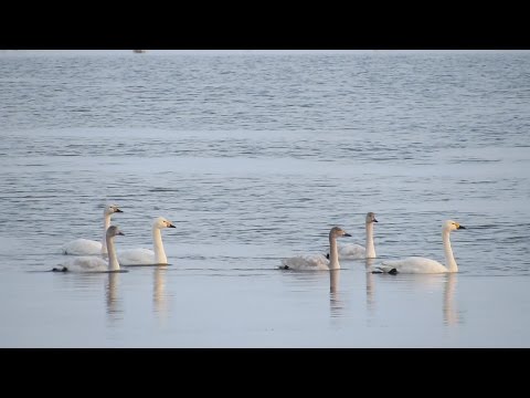 WWT Welney - Bewick's Swans