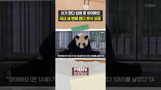 "푸바오 동생 또 생겼어요~" 아기 판다 입에 문 아이바오 [현장영상]