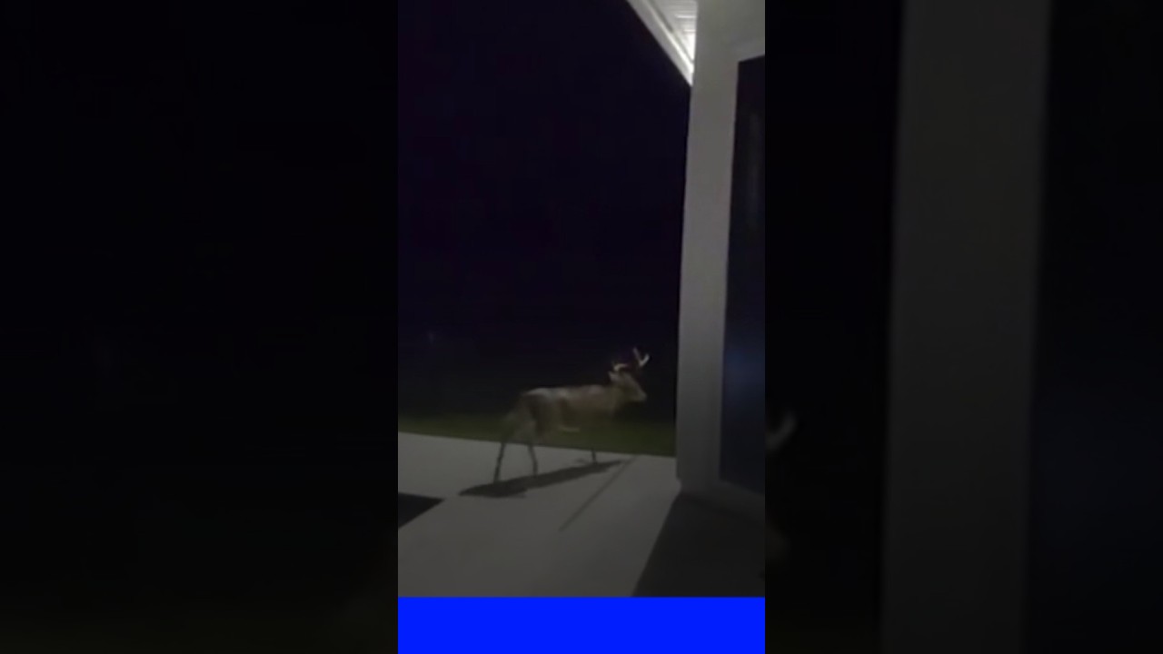 Floride: un cerf se retrouve coincé dans la salle de bain d'une maison