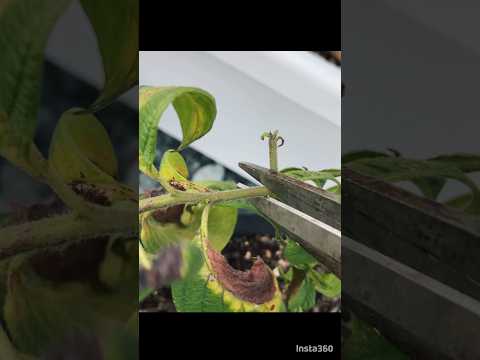 ヘリオトロピウム、ヘリオトロピウム