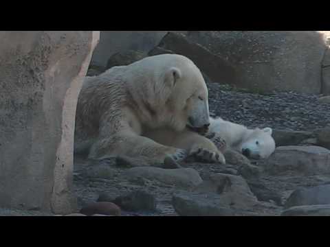 Eisbären Lloyd   Valeska   Lili   Zoo am Meer   Bremerhaven 2