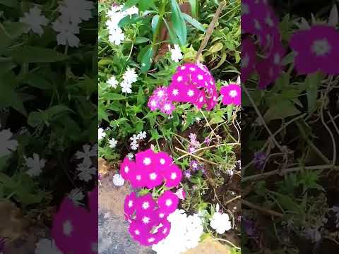 Golden beach Puri ⛱️#love #Swarnara Belabhumii 💃🎊😎🥳