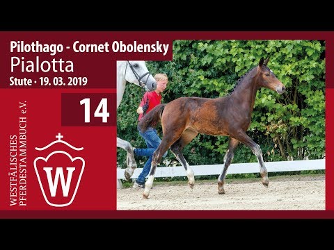 14 Pialotta Stute v. Pilothago - Cornet Obolensky