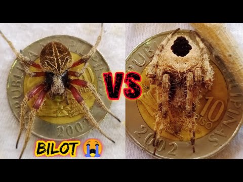 The legend Spider 🔥💨😱 solid fight 🕷️