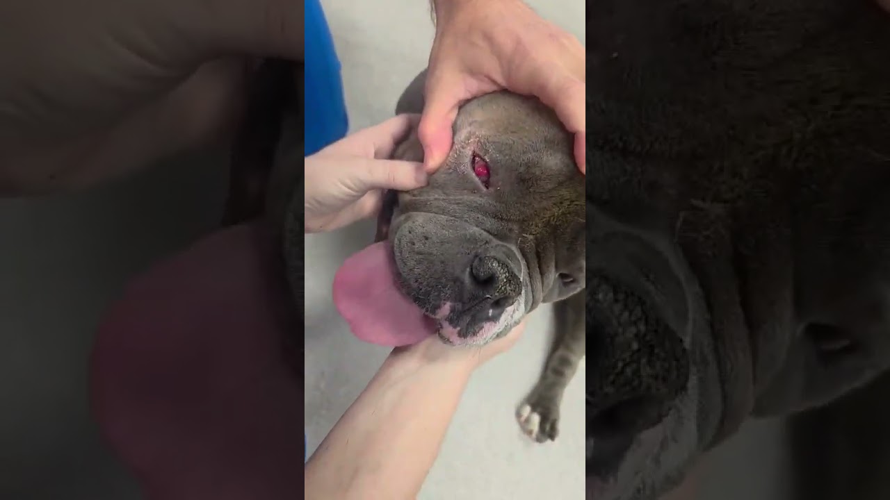Sumo video