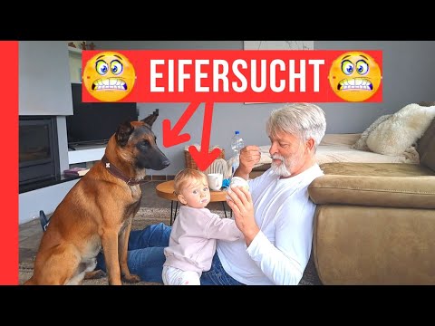 Eifersucht zwischen Hund und neuem Familienmitglied - Konflikt auflösen durch Gerechtigkeit