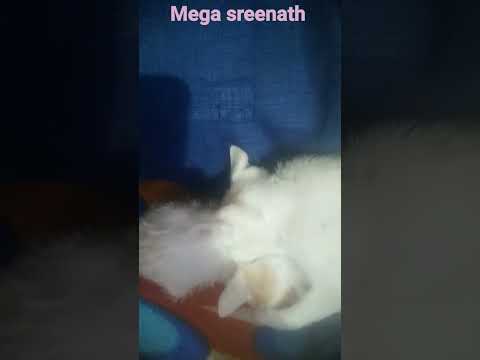 mega sreenath subscribe