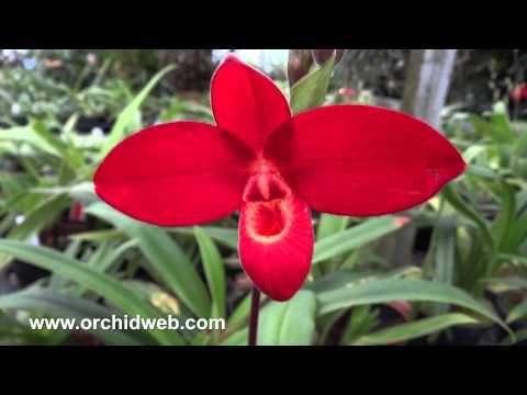 Orchid Web - Phragmipedium Red Wing