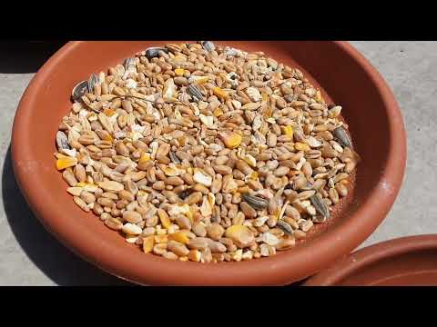 Keimfutter herstellen