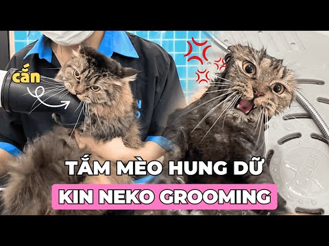 BUỔI SPA EM MÈO HUNG DỮ | KIN NEKO GROOMING