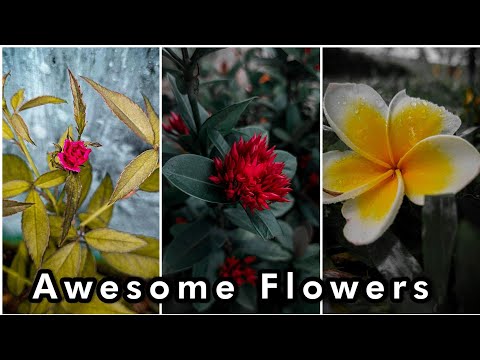 Nature Photography | Nature Videography 4K HD Photo Shoot#follower #editing #vairal #Rsediz