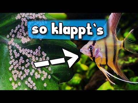 Angelfish Breeding Instructions | Aqua Update