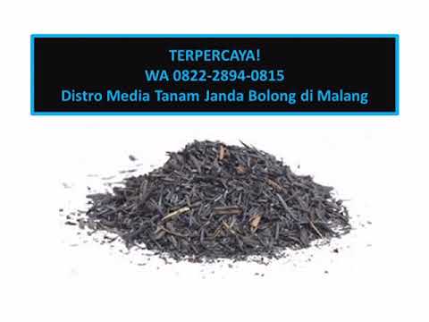 TERJANGKAU!, WA 0822 2894 0815, Beli Media Tanam Janda bolong di Malang
