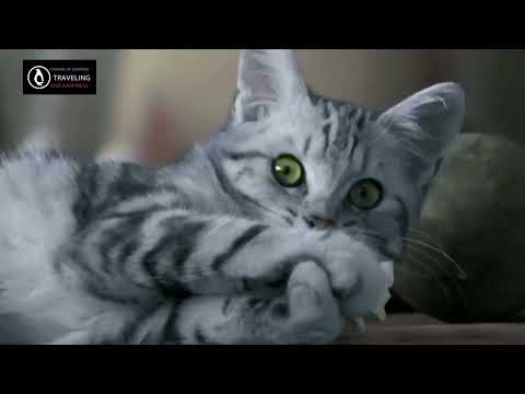 CAT  TVC  Whiskas III