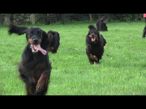 Around the Dog World - Hounds of Scotland (Ep 30)