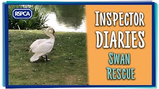Swan rescued from fishing litter