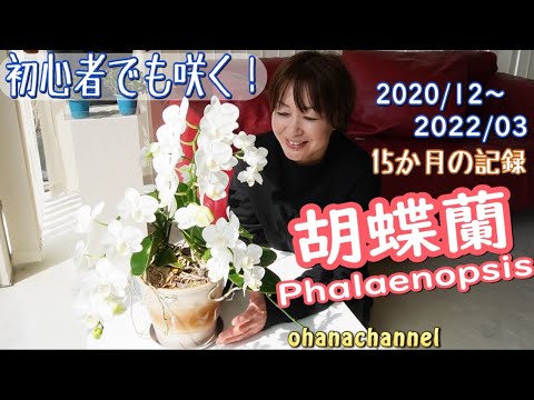 カンブリア蘭を再び咲かせます