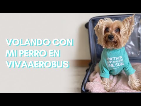 Cómo viajar con mi perro en cabina | Tips para viajar en VivaAerobus con tu mascota 2021