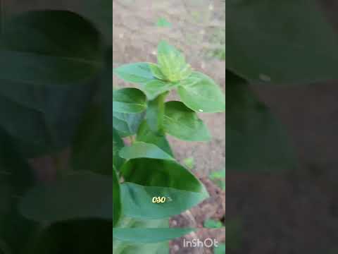 #nature#oso#naturelovers #naturphotography#gardening #garden#flower#sricharan #odiadivotionalbhajan