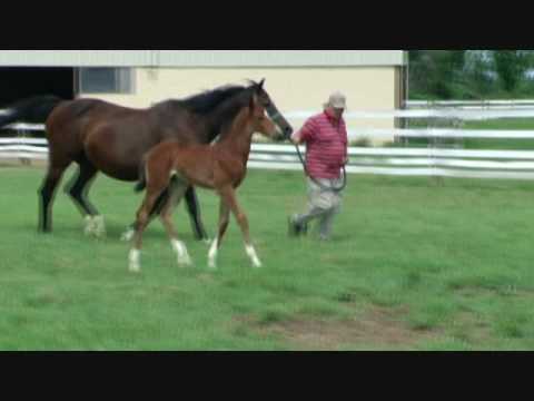 SOLD   Purebred SportHorse Prospect-S R Raconteur 4wks old