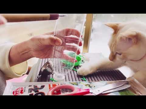 羽のような小さな歌手を庭に呼び寄せたいが、春に鳥に餌をやる方法を知る必要がある  庭園