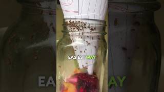 How to get rid of fruit flies?