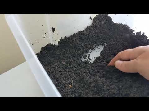 Hot Frog Living Composter Day 282 - Harvesting Day! So Many Eggs! - Vermicomposting