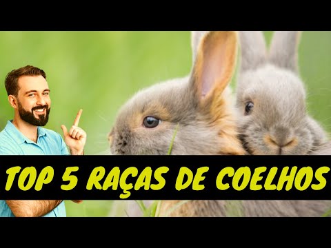 , title : 'COELHOS // Você sabia que existem diferentes raças de coelhos?'
