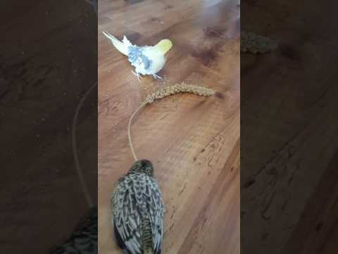 Premiere rencontre de Biscotte et Kiwi