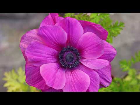 Spring flowers, by Ashraf Hassanein lens