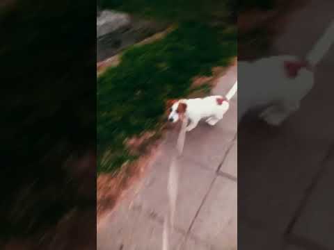 Perros Jack Russell Terrier en venta