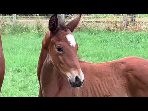 Hengstfohlen von  Damaschino   Belissimo M