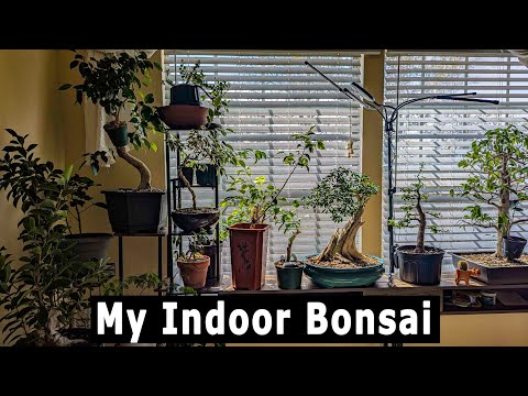 My Indoor bonsai tour and set up,