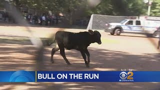 Bull On  The Run In Brooklyn