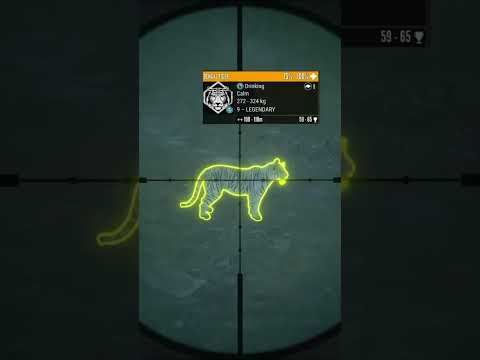 MAX SCORING SUPER RARE TIGER! #thehuntercallofthewild #cotw #sundarpatan #callofthewildgameplay