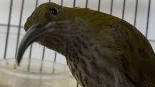 Download lagu PIJANTUNG GUNUNG GACOR NEMBAK TAJAM mp3 Download lagu PIJANTUNG GUNUNG GACOR NEMBAK TAJAM mp3